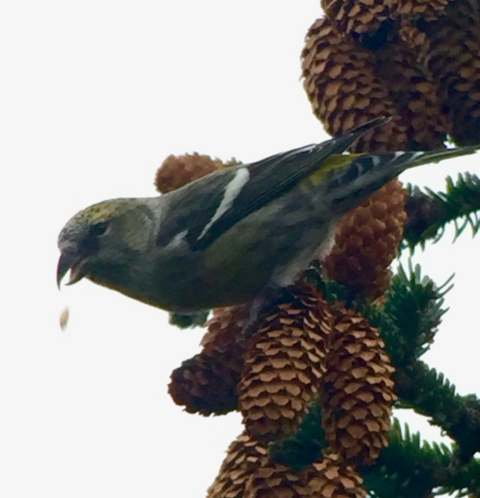 Two-barred Crossbill