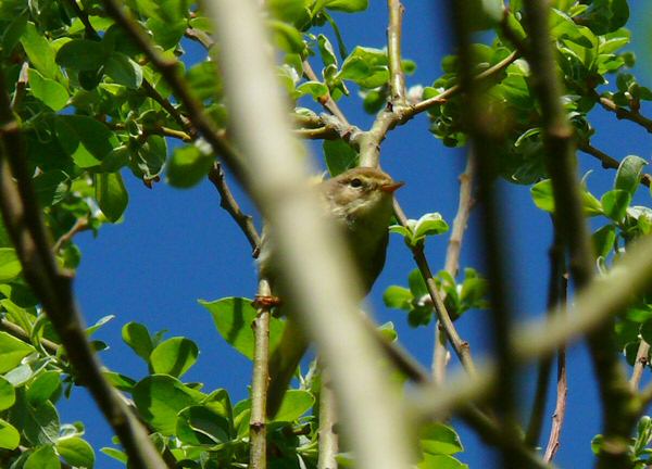 Iberian Chiffchaff