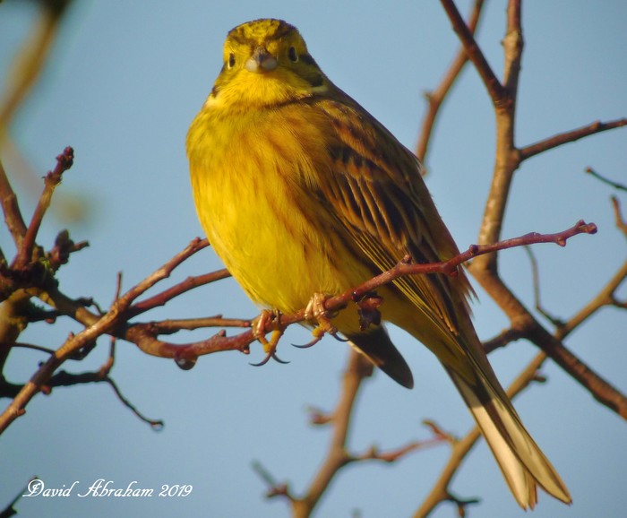 Yellowhammer