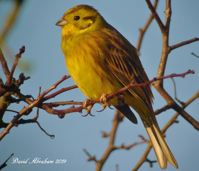 Yellowhammer