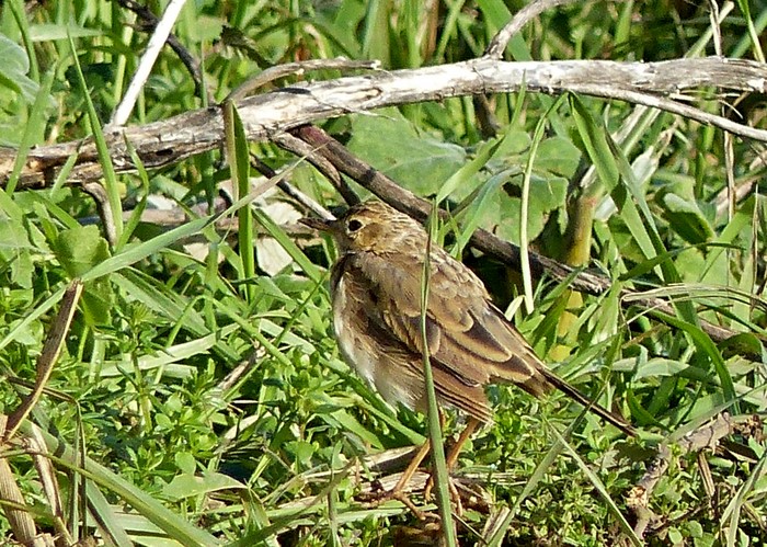 Paddyfield Pipit