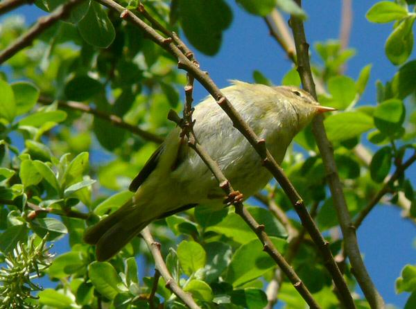 Iberian Chiffchaff