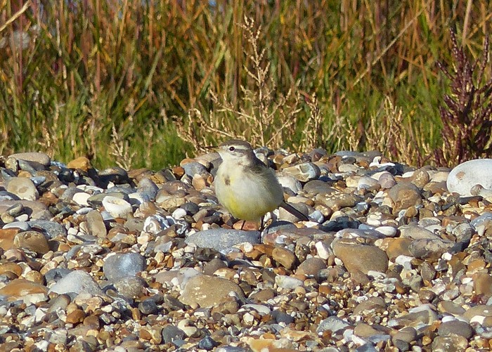 Yellow Wagtail
