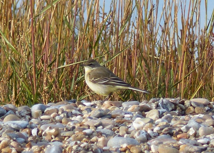 Eastern Yellow Wagtail