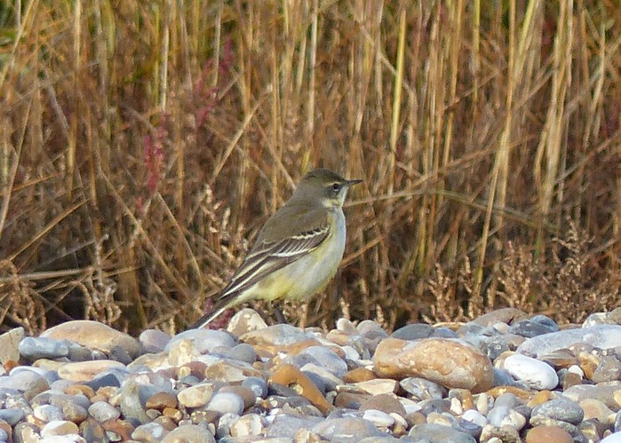 Eastern Yellow Wagtail