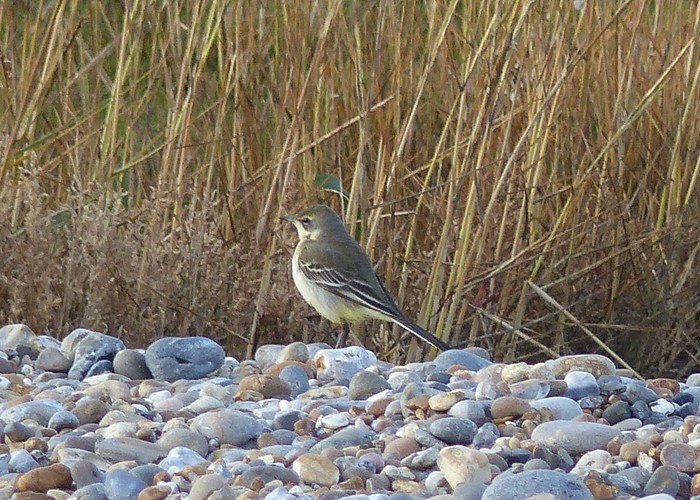 Eastern Yellow Wagtail