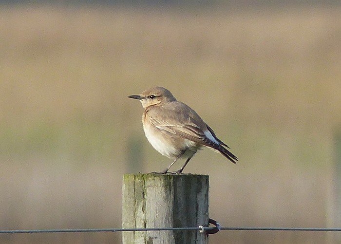 Isabelline Wheatear