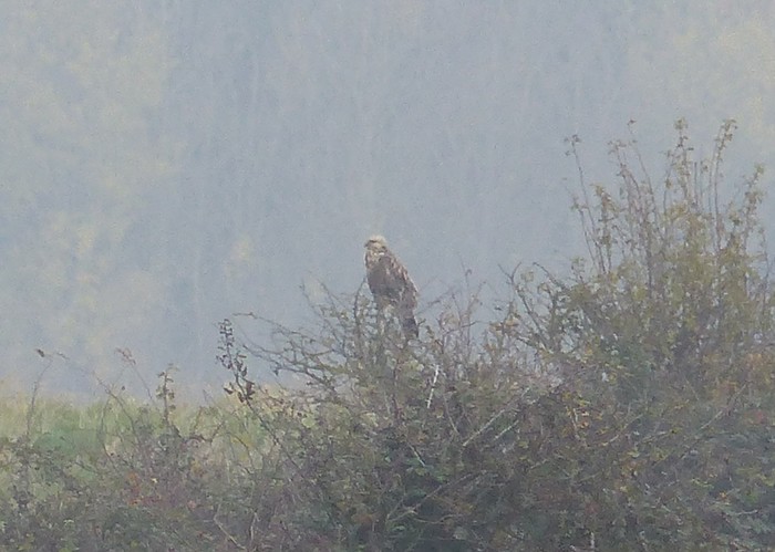 Rough-legged Buzzard