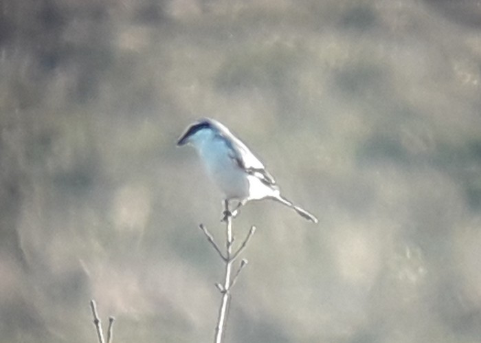 Great Grey Shrike