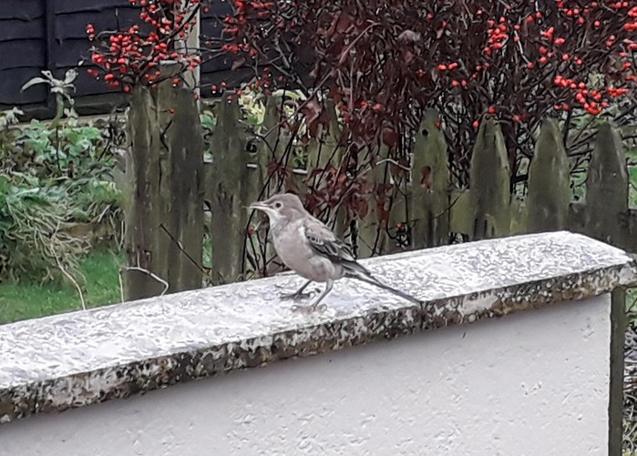 Rose-coloured Starling