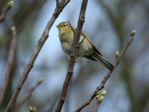 Iberian Chiffchaff