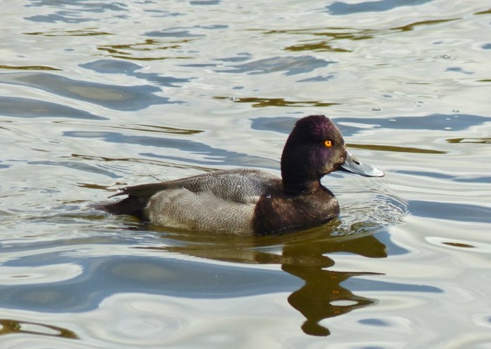 Lesser Scaup