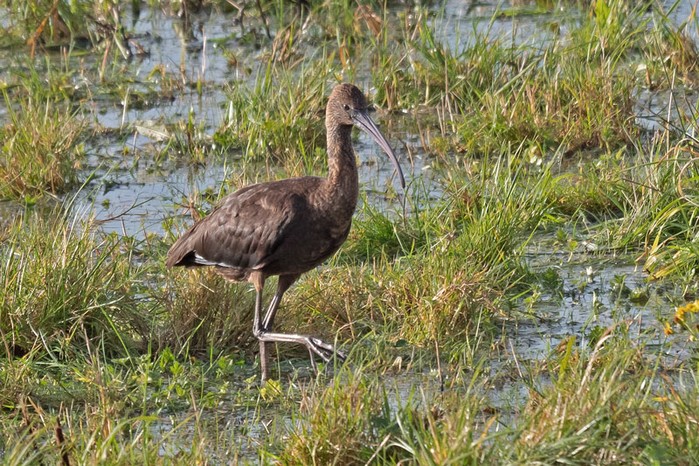 Glossy Ibis