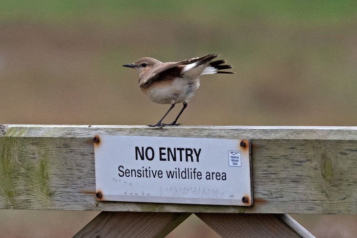 Isabelline Wheatear