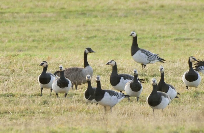 Todd's Canada Goose