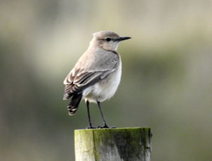 Isabelline Wheatear