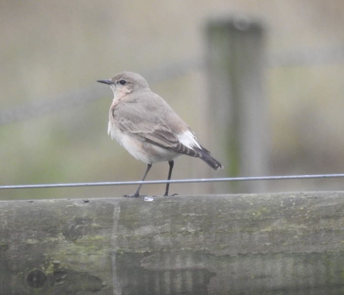 Isabelline Wheatear