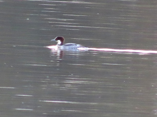 Smew