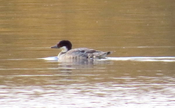 Smew