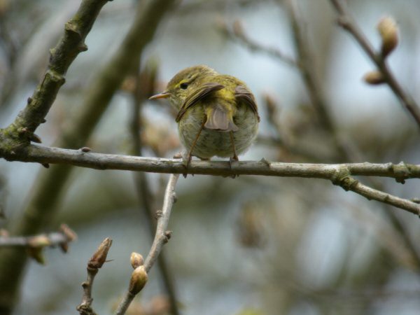 Iberian Chiffchaff
