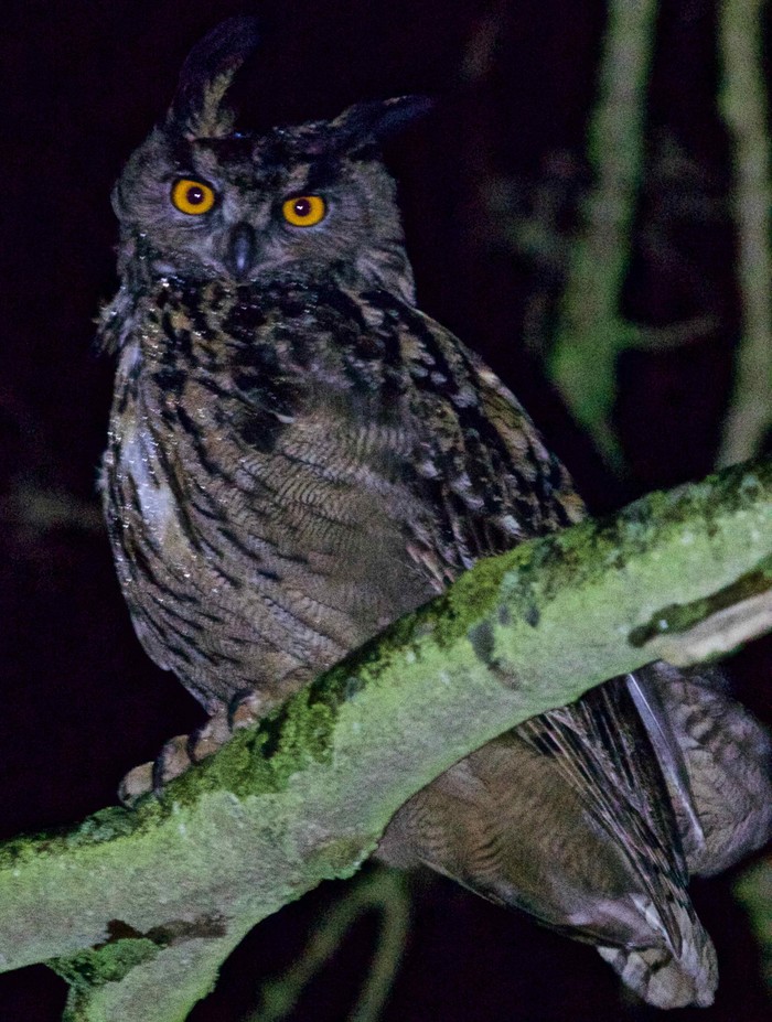 Eagle Owl