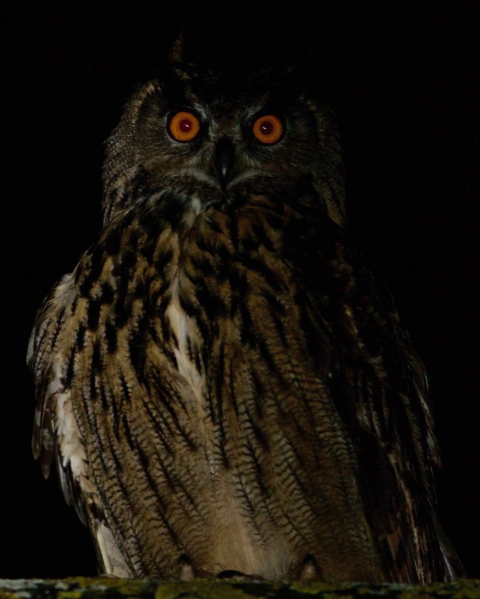 Eagle Owl