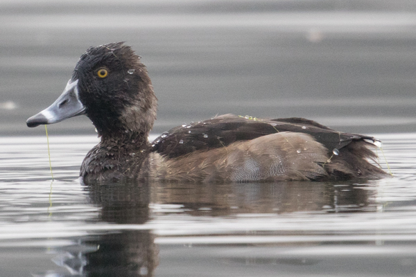 Ring-necked Duck