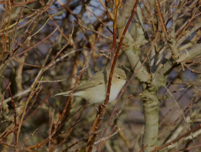 Siberian Chiffchaff