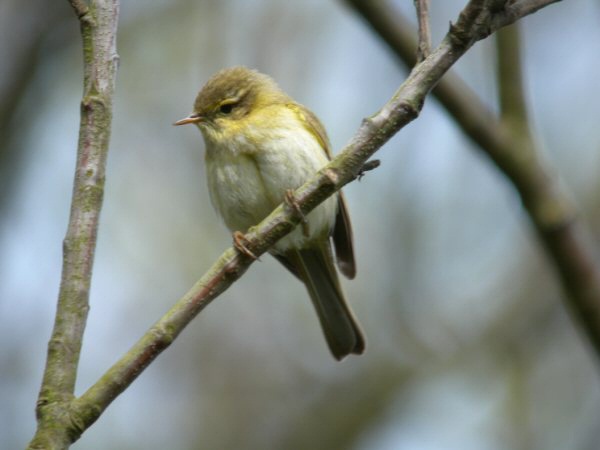 Iberian Chiffchaff