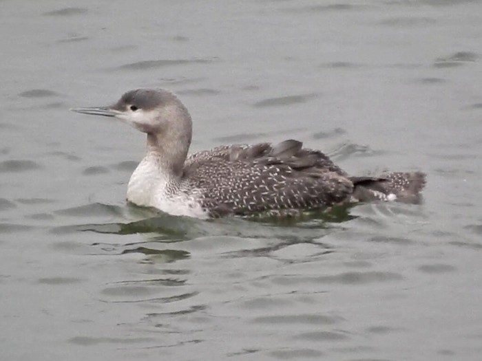 Red-throated Diver