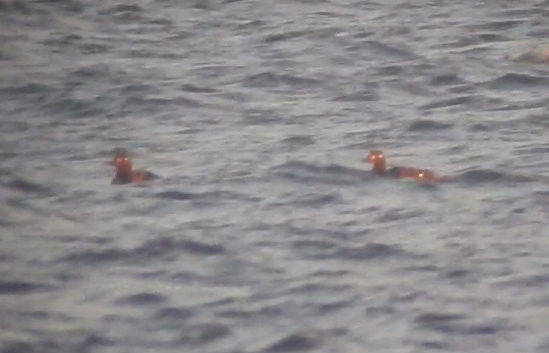Velvet Scoter