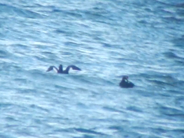 Velvet Scoter