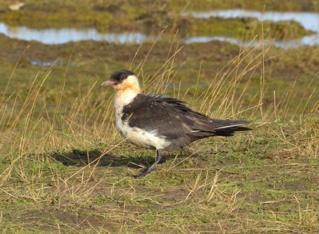 Pomarine Skua
