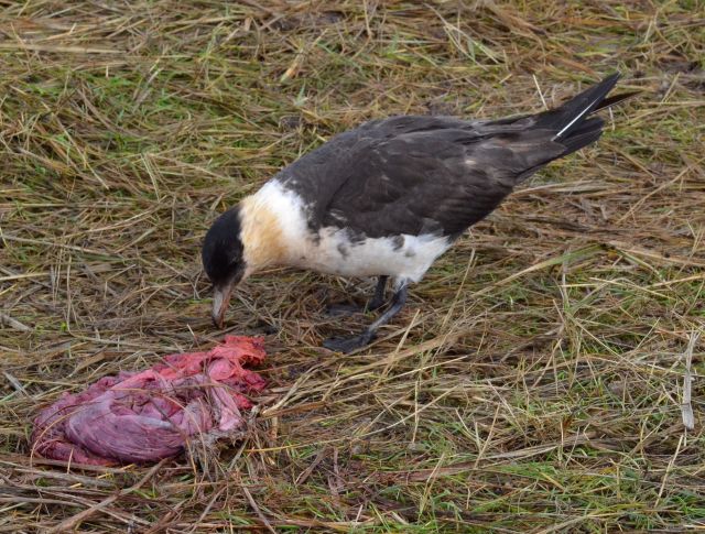 Pomarine Skua