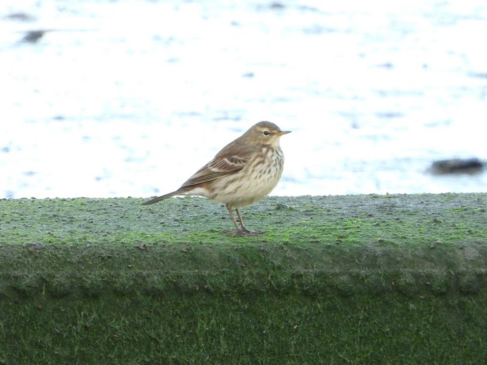 Water Pipit