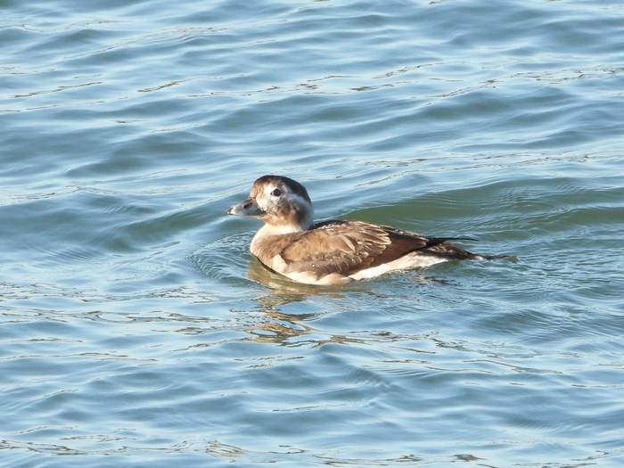 Long-tailed Duck
