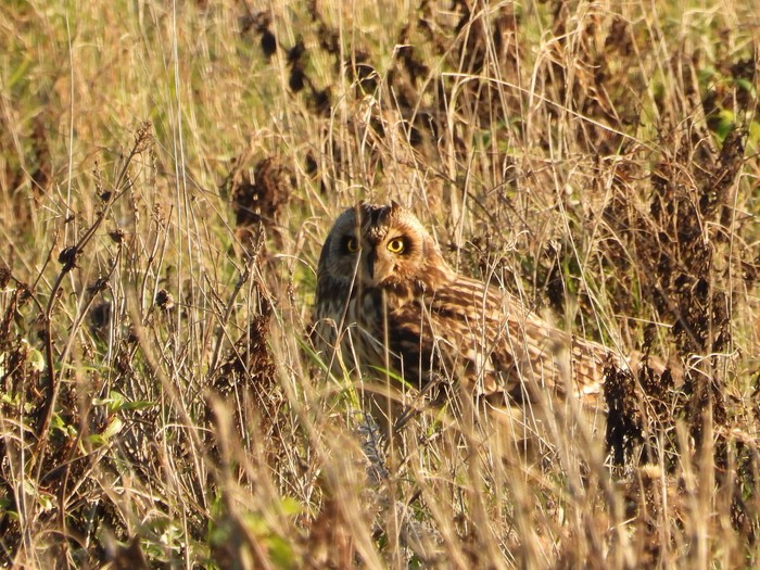 Short-eared Owl