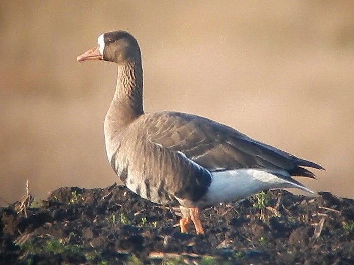 Greenland White-fronted Goose