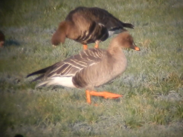 Tundra Bean Goose