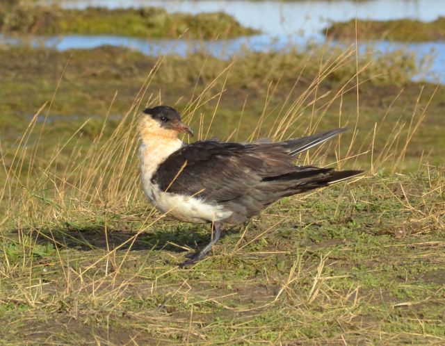 Pomarine Skua