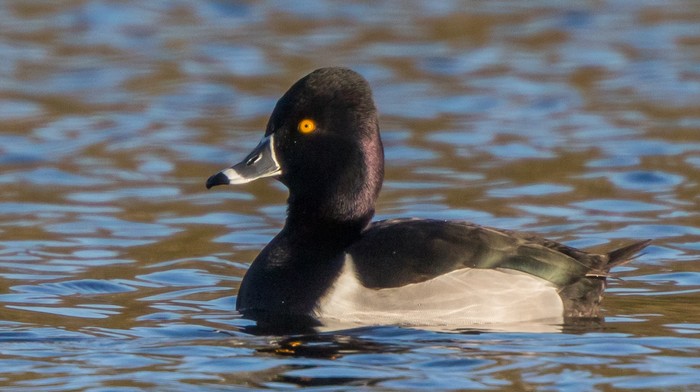Ring-necked Duck