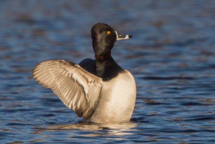 Ring-necked Duck