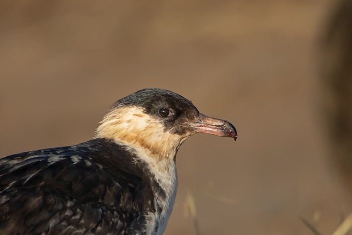 Pomarine Skua