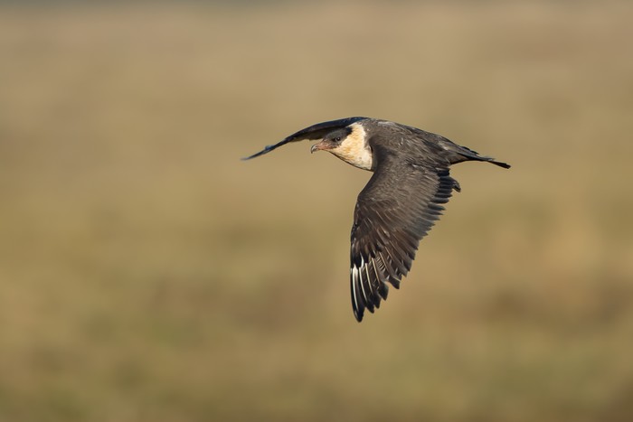 Pomarine Skua