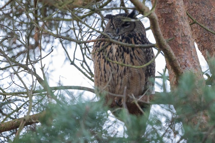 Eagle Owl