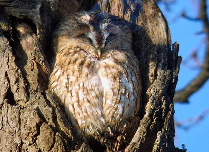 Tawny Owl