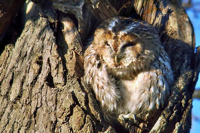 Tawny Owl