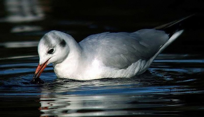 Black-headed Gull
