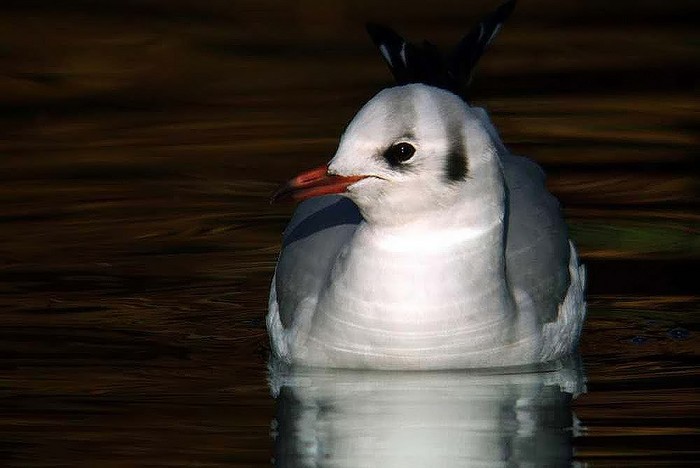 Black-headed Gull