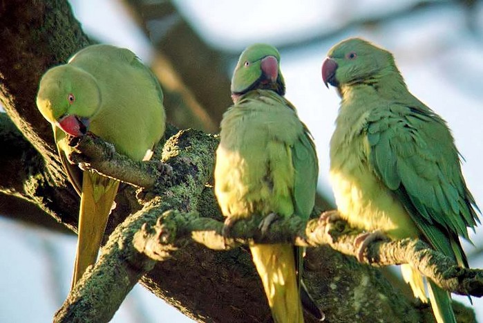 Ring-necked Parakeet